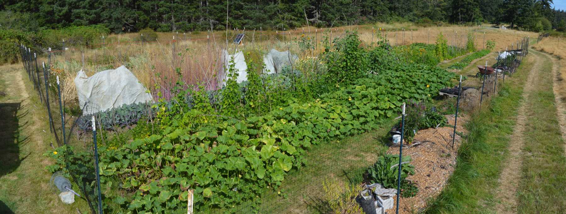 Introduction background image - our garden in August